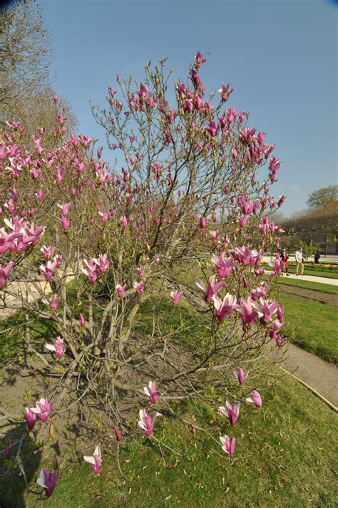 7 Great Flowering Trees For North Carolina Progardentips