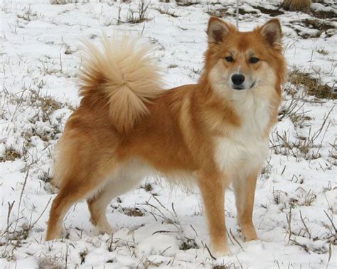 They come in a variety of colours and can be short haired or long haired (all our dogs are long haired). Icelandic Sheepdog Info, Temperament, Puppies, Pictures