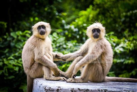 Two Grey Langur Monkeys Holding Hands Sitting On Wall With Green Forest