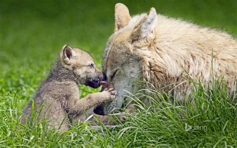 Bing Wallpaper Cute Animals Wolf Dog Animals Wild