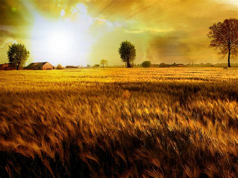 Golden field wallpapers and images - wallpapers, pictures ...