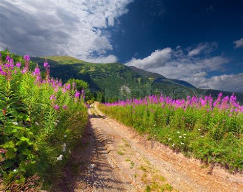 Beautiful Summer Landscape In The Mountains With Pink Flowers Stock