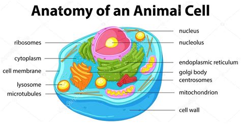 Diagrama Que Muestra La Anatomía De La Célula Animal — Vector De Stock