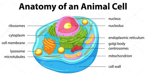 Smooth endoplasmic reticulum, mitochondria, golgi bodies, lysosomes. Diagram showing anatomy of animal cell — Stock Vector ...