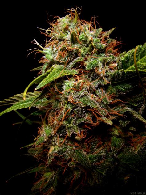 Strain Gallery Sensi Star Paradise Seeds Pic 08070901351215343 By Farma