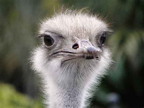 Free Images Wildlife Beak Ostrich Fauna Close Up Emu Vertebrate