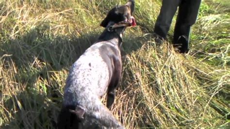 German Shorthaired Pointer Pheasant Hunting Youtube