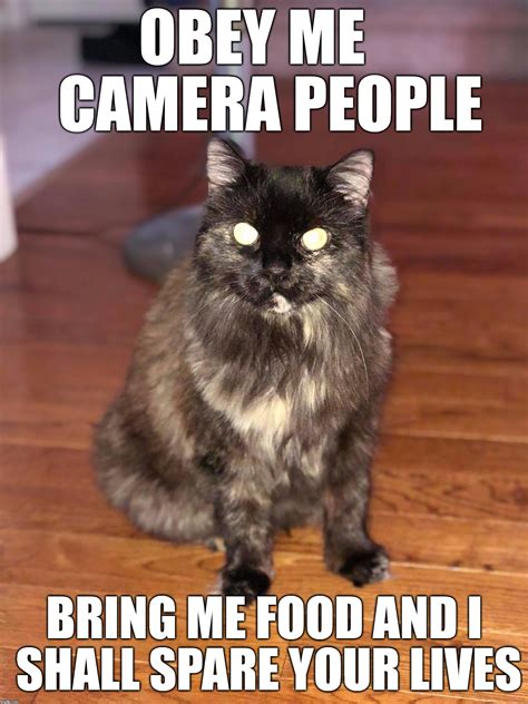 Funny Evil Cat Captions