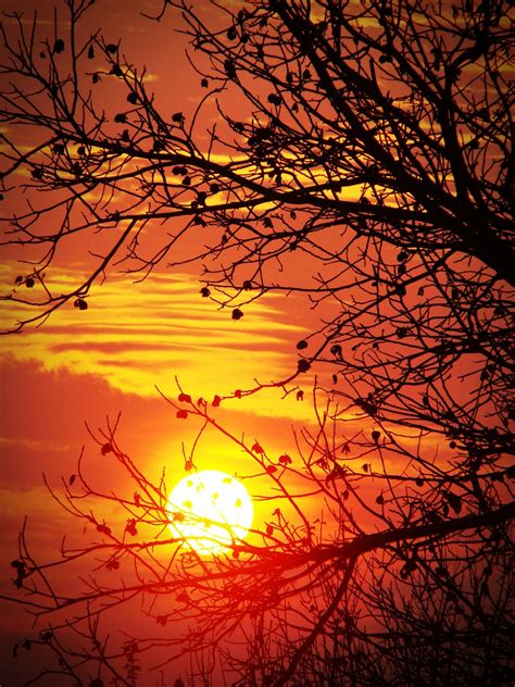 Free Images Tree Branch Silhouette Sun Sunrise