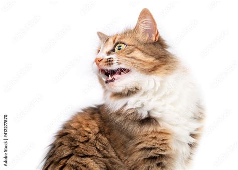 Cat Chirping Or Chattering At Something Cute Fluffy Female Kitty
