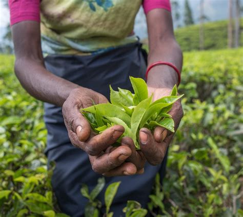 Harvesting Tea Plants Tips On How To Harvest Camellia Sinensis