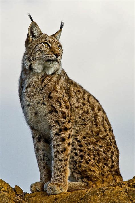 Iberian Lynx Lynx Pardinus Lince Ibérico