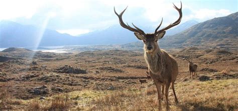 Where To See Wildlife In Scotland Top Wildlife Locations Happy Tours