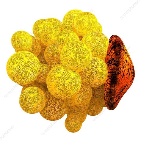 Human Fat Cell Artwork Stock Image C0354261 Science Photo Library