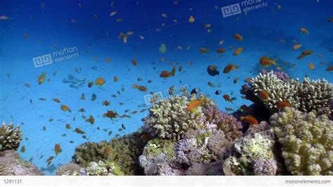 Colorful Fish On Vibrant Coral Reef Red Sea Stock Video