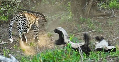 Honey Badger Mom Saves Her Baby From The Jaws Of A Hungry Leopard