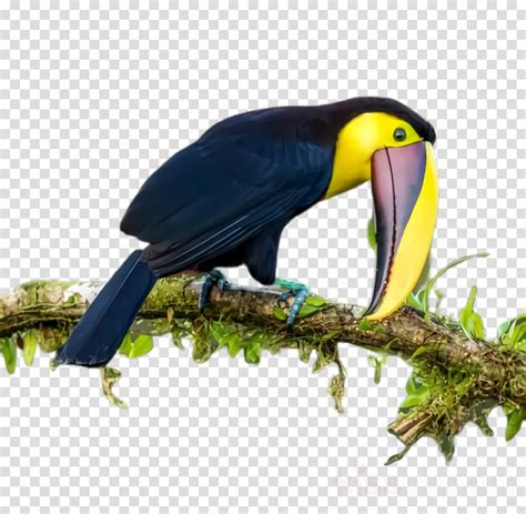 Bird Beak Toucan Piciformes Clipart Bird Beak Toucan Transparent