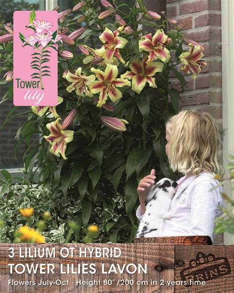 Tower Skyscraper Lily Lavon Wpc Prins Bulbs And Tubers Pack X3