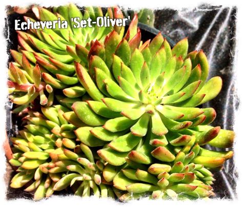 Water only when the soil is dry! Echeveria 'Set - Oliver' in my yard | Echeveria, Different ...