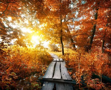 Autumn And Bridge Stock Photo Image Of Board Environment 48520286