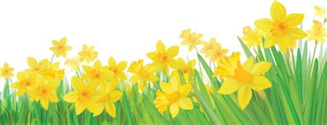Royalty Free Daffodil Clip Art Vector Images