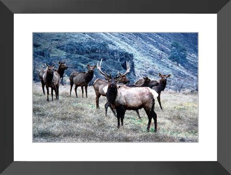 Custom Framed Prints Original Photography Elk Herd Nature
