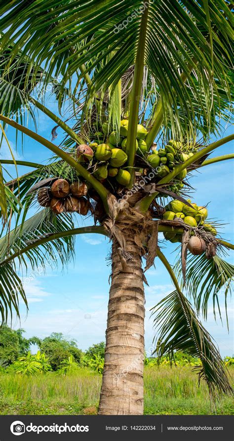 Coconut tree stock images from offset. Coconut tree and coconuts on blue sky — Stock Photo ...