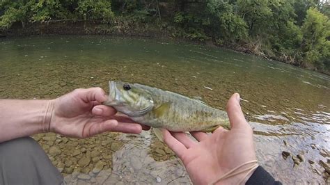 Buffalo River Arkansas Fish Bass Fishing Videos Buffalo