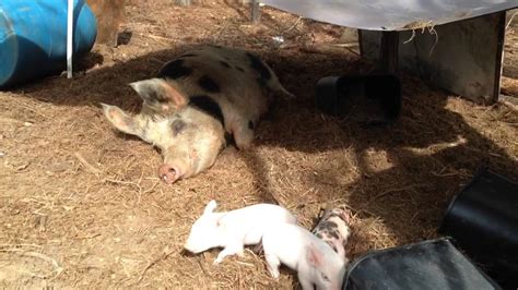 Mama Pig And Piglets On A Farm Youtube