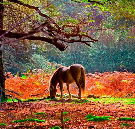 3 Reasons To Visit The New Forest This September
