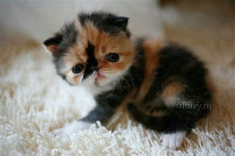 Adorable Tiny Kitten 15 Pics