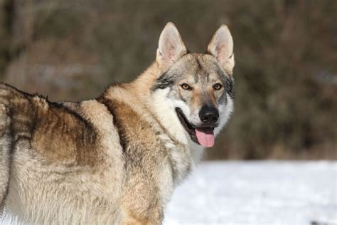 German Shepherd Wolf Mix Complete Hybrid Guide Shepherds Bone