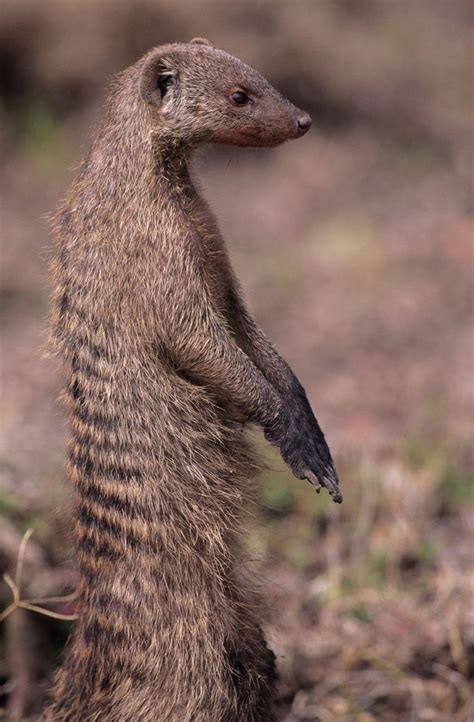 What Are Mongooses And How Did They Get Here Mongoose Animal