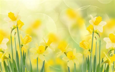 Spring Daffodils Full Background High Resolution