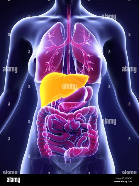 Healthy Liver Woman Hi Res Stock Photography And Images Alamy