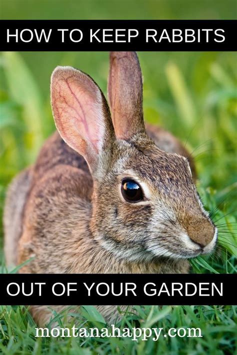 How To Keep Rabbits Out Of Your Garden Naturally Will Give You Easy