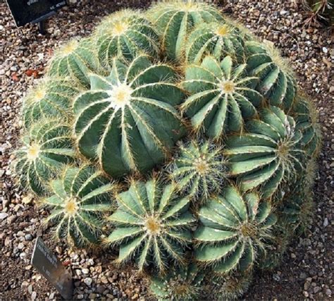 Si te apasionan los cactus... | Plantas suculentas ...
