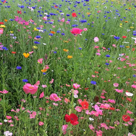 Spring Into Summer Wildflower Seed Mix American Meadows