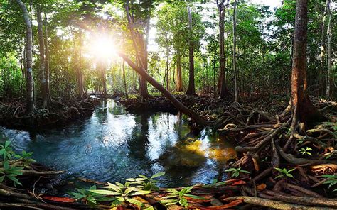 Peat Swamp Forests Forest Types Around The World Worldatlas