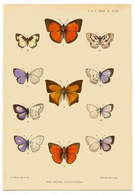 Instant Printable Art Antique Butterfly The Graphics Fairy