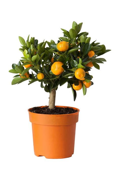 Die gruppe der tropischen und subtropischen grünpflanzen benötigt als zimmerpflanze eine recht die grünpflanzen aus der hierzulande eher gemäßigten klimazone sind ebenfalls immer häufiger als. CITRUS Topfpflanze - Calamondinorange - IKEA Deutschland ...