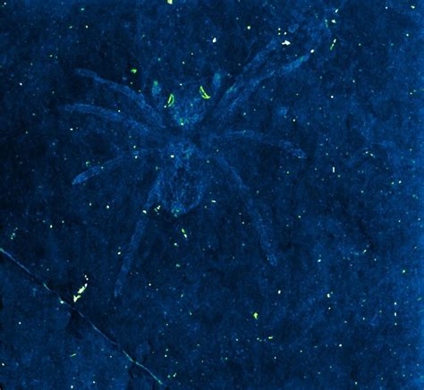 Megapixels This Fossilized Spiders Eyes Are Still Glowing 110 Million