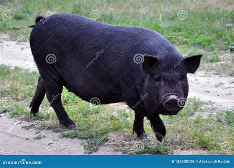 Cute Black Pigs Stock Photo Image Of Warthog Boar 135508128