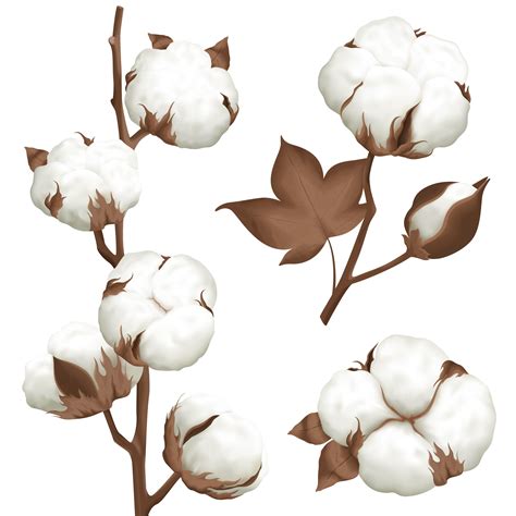 Download Cotton Plant Boll Realistic Set Vector Art Choose From Over A