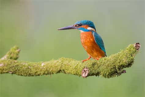 Common Eurasian Small Blue Kingfisher Alcedo Atthis