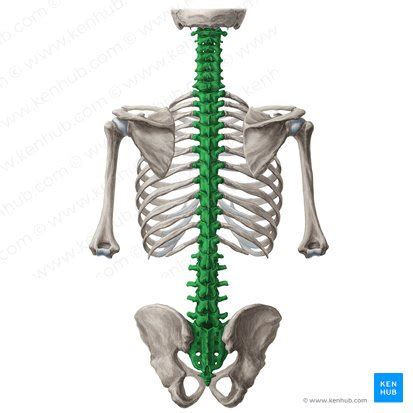 Vertebral Column Anatomy Vertebrae Joints Ligaments Kenhub The Best Porn Website