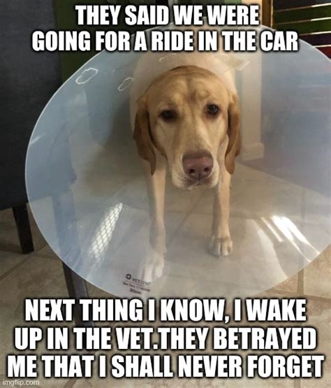 Dog In Cone Meme Guilt Imgflip
