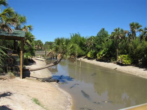 Alligator Enclosure Wild Florida Zoochat