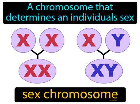 Sex Chromosome Definition Image GameSmartz