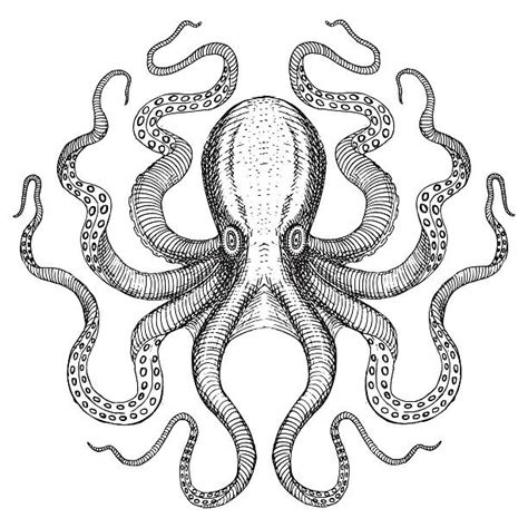 Octopus Clip Art Vector Images And Illustrations Istock